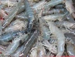 DPRD Lampung Dorong Dipasena Rebut Kembali Pasar Udang Dunia