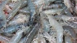 DPRD Lampung Dorong Dipasena Rebut Kembali Pasar Udang Dunia